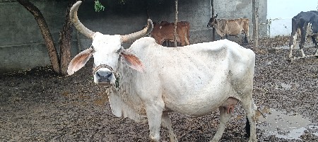 દેશી ગાય