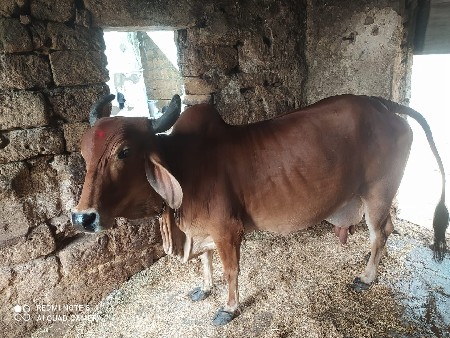 ગાય વેચવાની છે