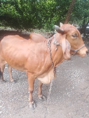 વેચવાની છે