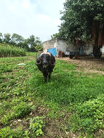 જાફરાબાદી