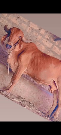 ગાય વેચવાની છે