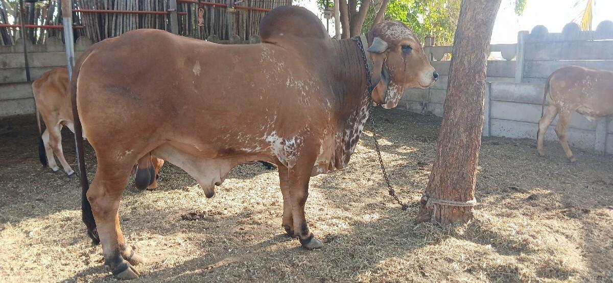 gir bull sell