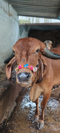 ઓરીજનલ ગીર ગાય વેચવાની સે