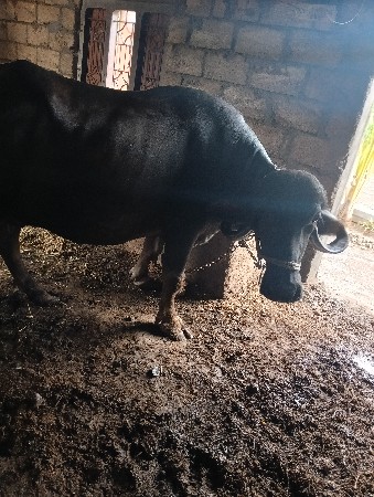 ભેંસ વેચવાની છે.