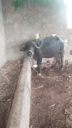 વેચવાનિ બેખડેલી