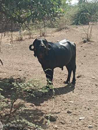 પાડો