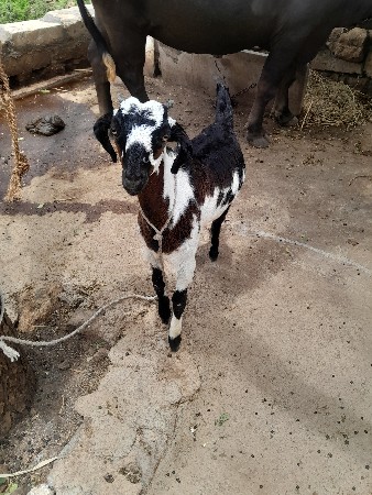 બકરી નાની બશલી