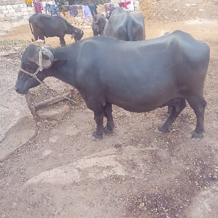 ભેસ