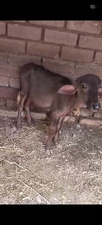 2 જાફરાબાદી પાડી વૅચવા ની છૅ