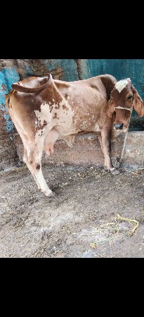 બે ગાય વેસવાની એક દશ પંદર દિવસ