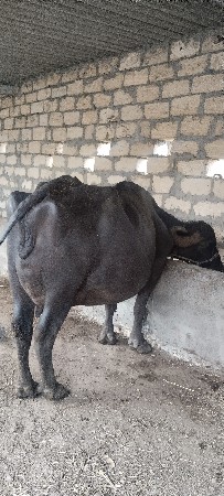 ભેંસ વેચવાની છે .