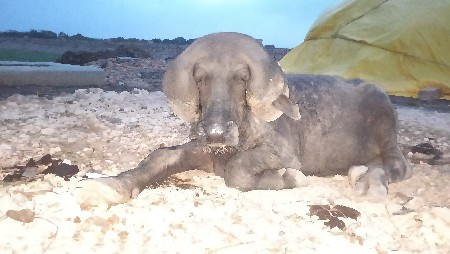 ખીરો પાડો સે