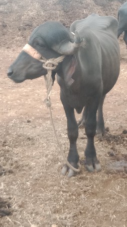 પાડો વેચવાનો છે