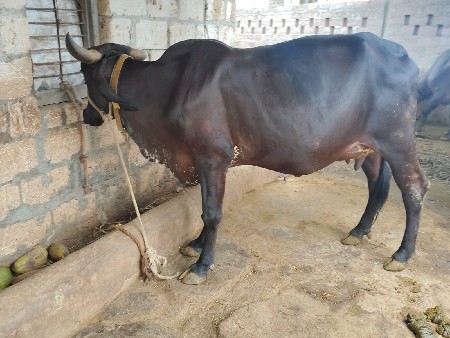 ગાય વેશવાની છે