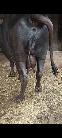 વેચવાની છે