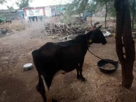 ગાય