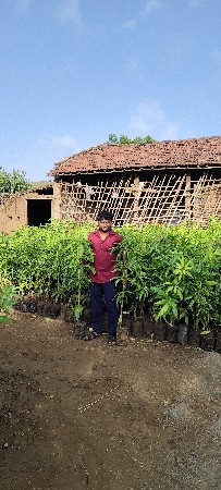 કેસર કેરીના કલમ