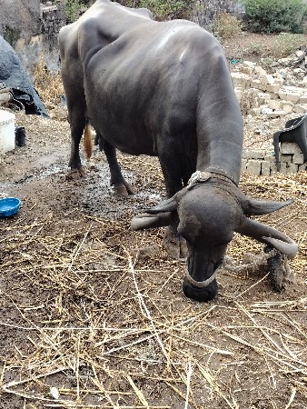 આઠ મહિના   ચોથો વેતર
