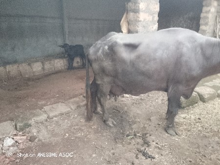 વેચવાની છે ભેંસ