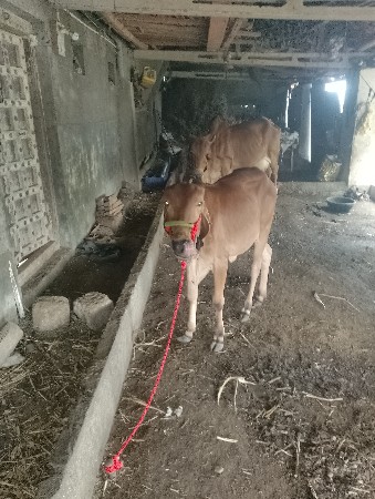 વાસડી આપી દેવા ની સે