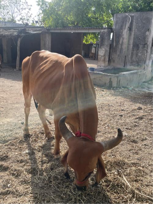 ગિર ગાય વેચવા ની છે