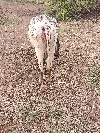 વેશવાની છે