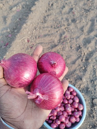 લાલ ડુંગળી નું ઘાવરિયું બિયારણ