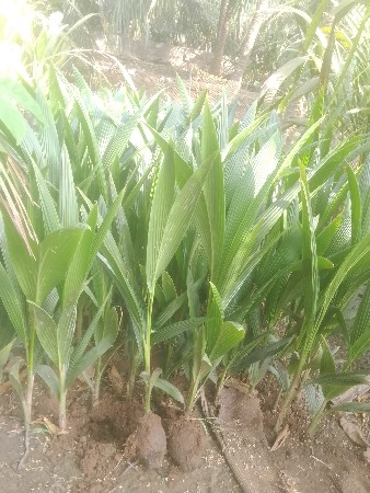 All types Coconut and fruits plants
