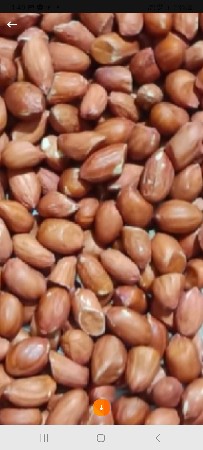 જે 20 માંડવીનું બિયારણ 12 મણ