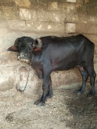વેસવા ની સે