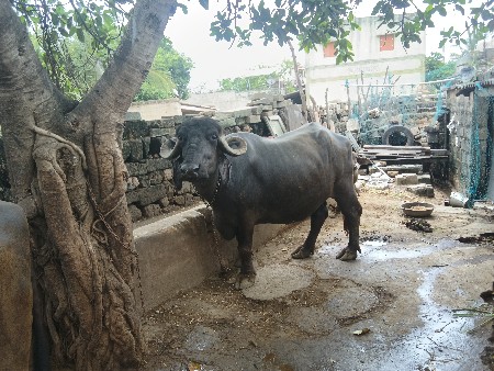 આ ભેંસ વેશવાની છે