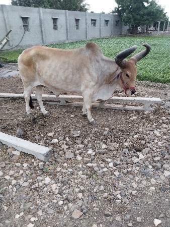 બળદ વેચવાના છે