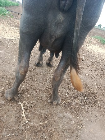 vechavani chhe