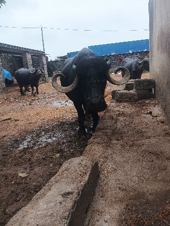 ભેંસ વેચવાની છે