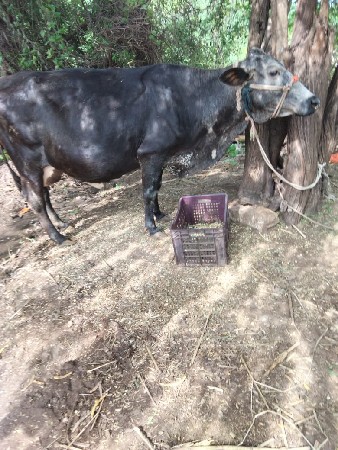 આ ગાય વેચવાની છે