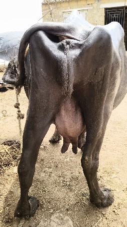 ભેંસ વેચવાની છે