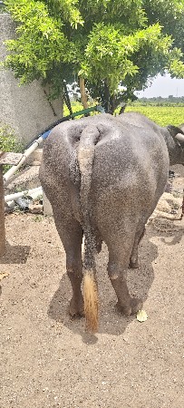 ભેંસ વેચવાની છે