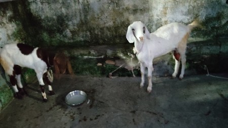 bey bakri bodi che