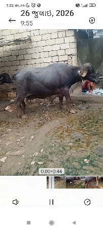 વેચવાની છે