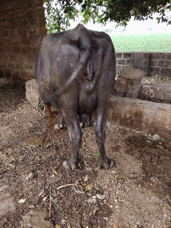 વેસવાનીછે