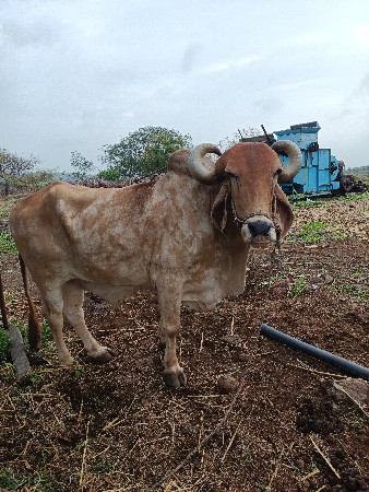 બળદ