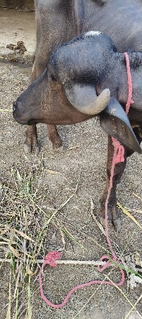 પાડી વેચવાની છે