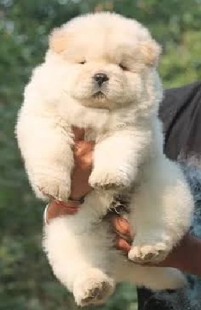 chow chow puppy
