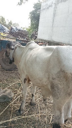 આ ગોઢલો વેચવાનો છે