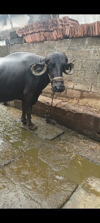 ભેંસ વેચવાની છે