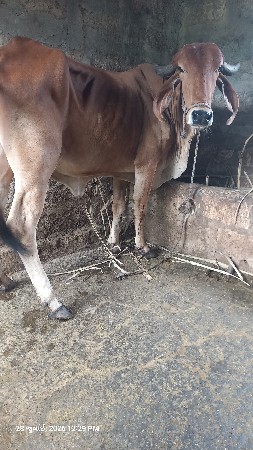 ગીર હોડકા વેચવાના છે
