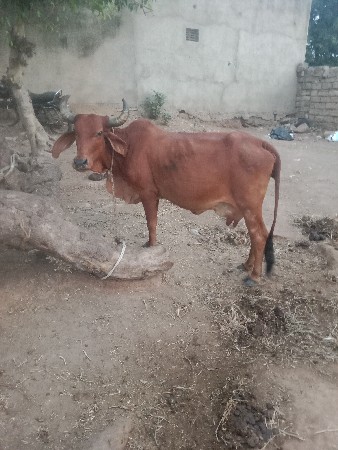 પાંચ લીટર દૂધ