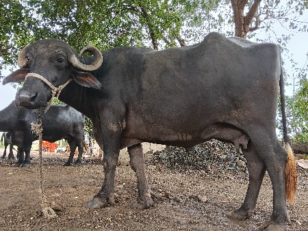 ભેંસ વેચવાની છે