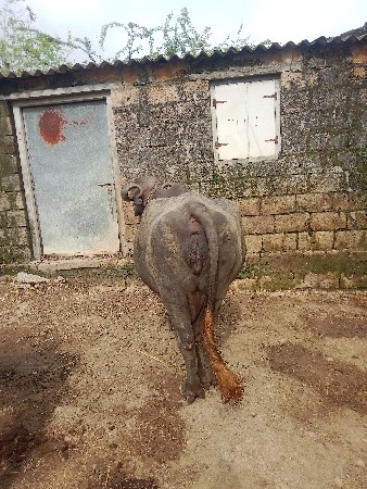ભેશવેશવાનીશે. તીજુવેથર