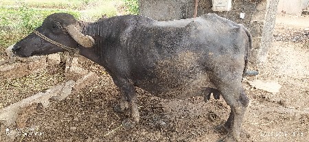 ભેશ વેચવા ની છે